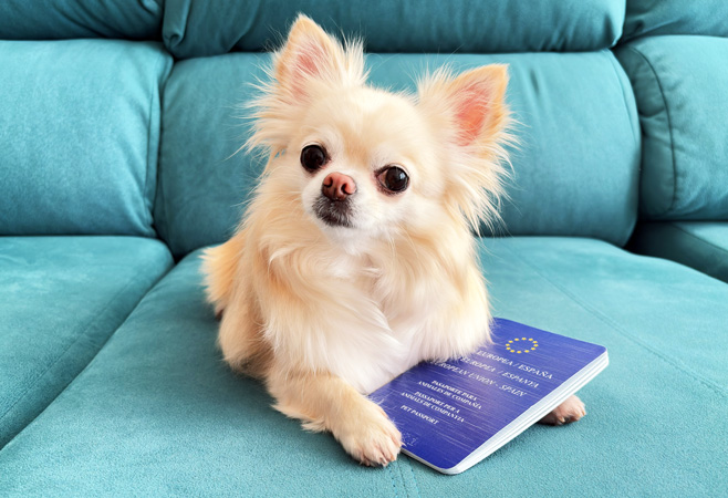 Essential documents usually include a valid rabies vaccination certificate, a veterinary health certificate, and, in some cases, an import permit