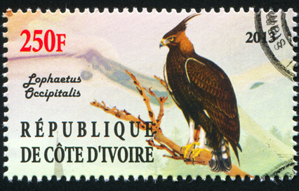 Ivory Coast Birdwatching: Where Are Best Spots & Species