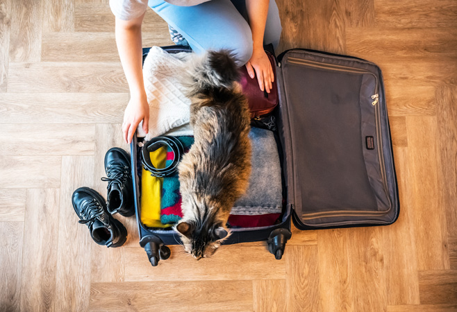 Careful planning and complete documentation when traveling to Ivory Coast with pets.