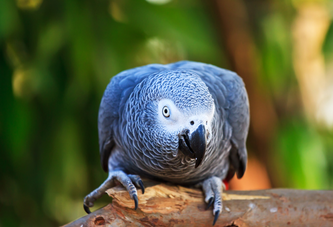 The African Grey Parrot