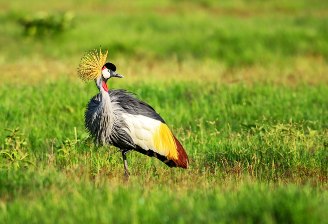 Black crowned crane