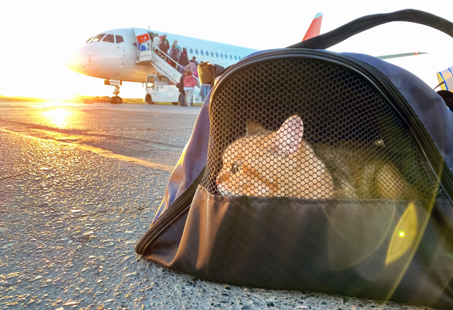 To ensure a smooth trip, travelers should prepare airline-approved pet carriers and confirm current entry regulations before departure