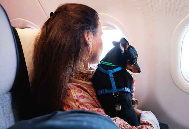 Travelers can generally bring dogs and cats to Ivory Coast if they meet the country’s veterinary and import requirements
