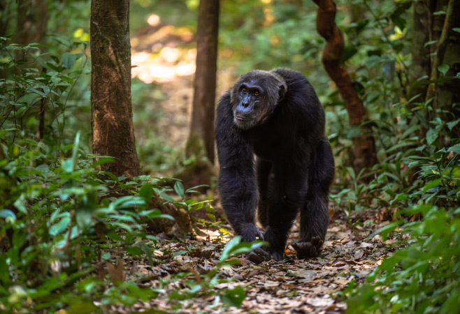 Mount Nimba offers unique wildlife watching experiences